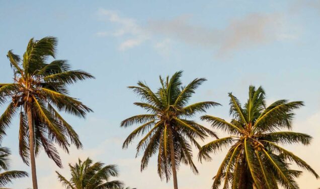 Photo 1 de l'album 9